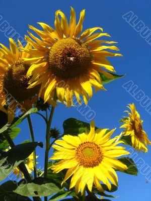 beautiful sunflowers