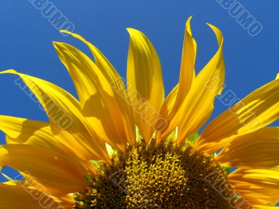 beautiful sunflower on the blue sky background