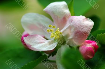 blossom apple tree. Apple flowers close-up. 