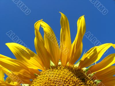beautiful sunflower on the blue sky background