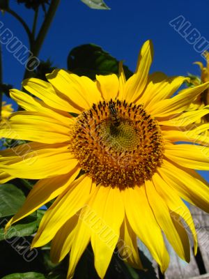 The yellow fly on a sunflower