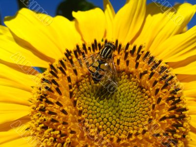 The yellow fly on a sunflower