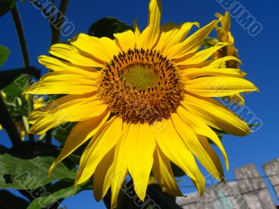  beautiful sunflower