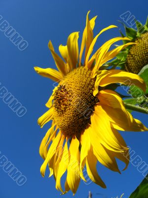  beautiful sunflower