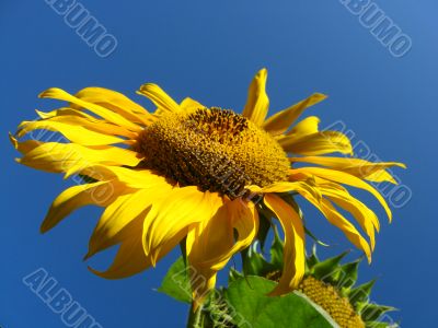  beautiful sunflower