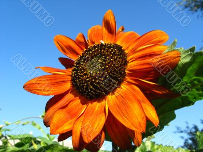  beautiful sunflower