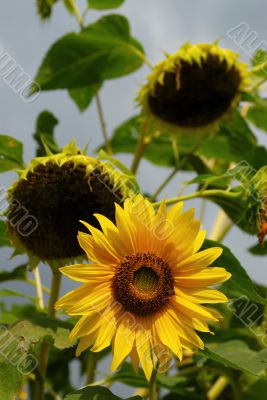 Sunflowers