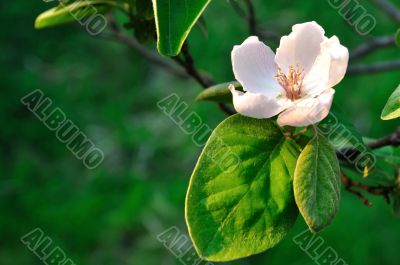 Quince blooming