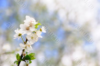 Plum blossom