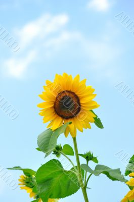 Sunflower with blue sky