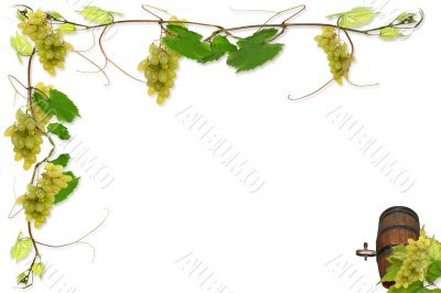 vines and grapes