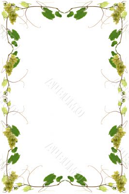 Vines