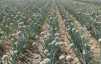 onion field