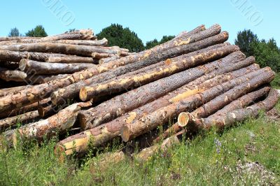 tree trunks