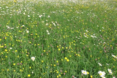 flower field