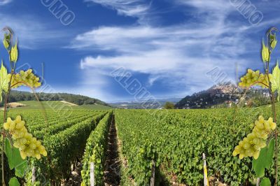 Grapevine