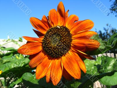 beautiful sunflower