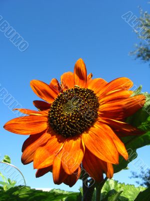  beautiful sunflower