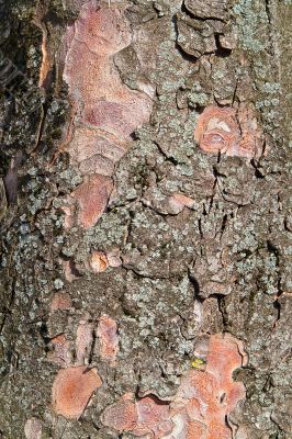 bark of a tree structure