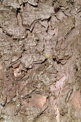 bark of a tree structure