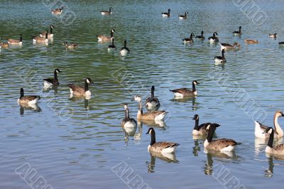 wild geese