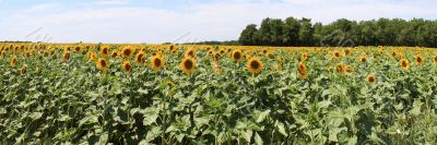 Sunflowers