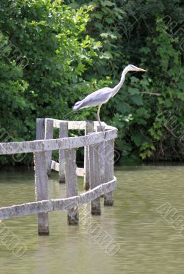 a Heron