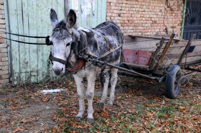 Gray Donkey and Cart