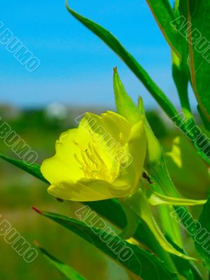 Wild Yellow Flower