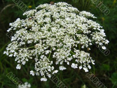  white flower