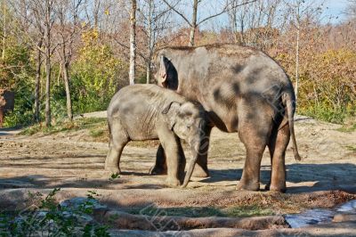 Mother and child elephants