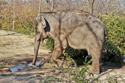 Elephant drinking water