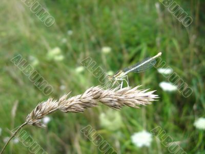 dragonfly sitting on the spikelet