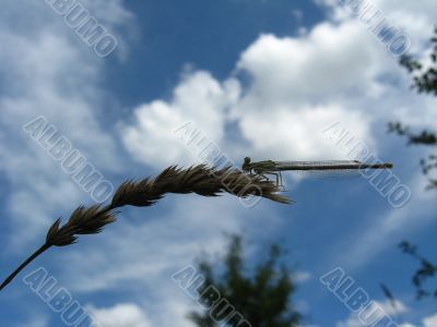 dragonfly sitting on the spikelet