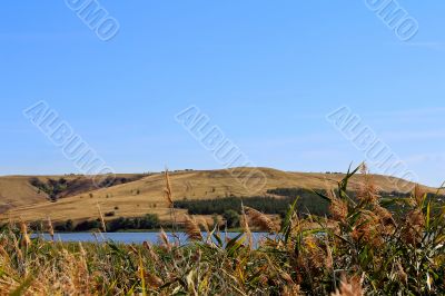 Summer landscape with ravine and bulrush