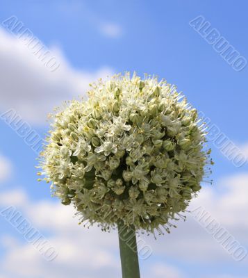 Onion flowers