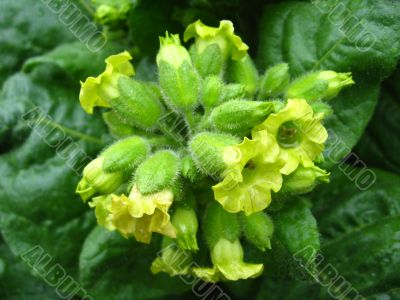 Flowers of tobacco