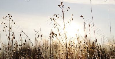 The frozen grass