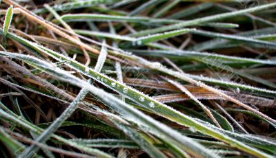 The frost dew