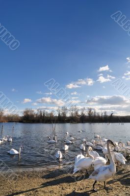 Swans on lake