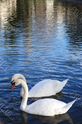 Kiss of the swans