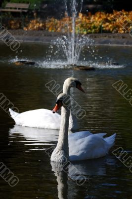 Two swans