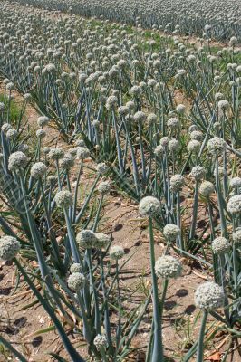 onion field