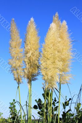 flower of pampa