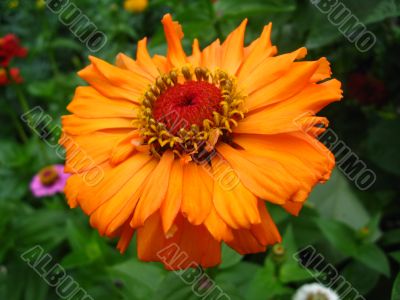  orange flower
