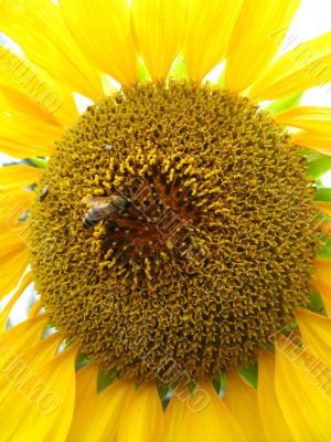 a bee on the beautiful sunflower