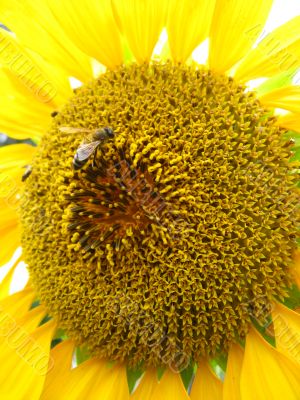 a bee on the beautiful sunflower