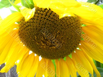  beautiful yellow  sunflower