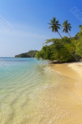 Deserted beach with palm trees 