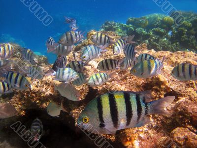 a flock of tropical fish